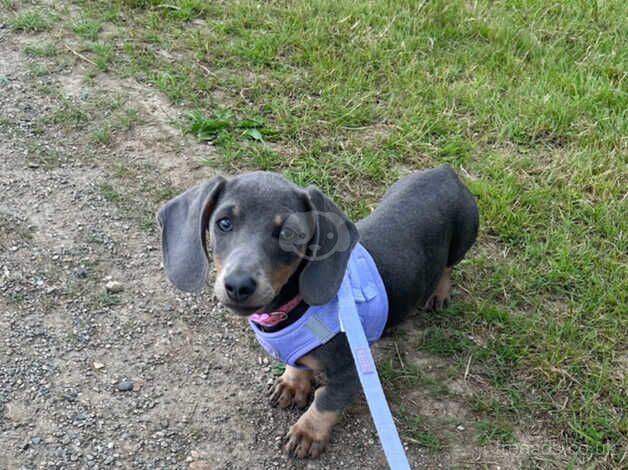 Female dachshund for sale in Gateshead, Tyne and Wear