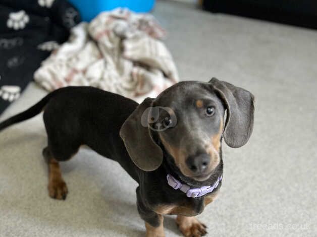 Dachshunds for sale in Gateshead, Tyne and Wear