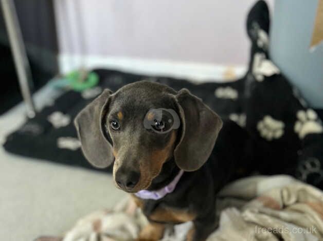 Dachshund Puppies for sale