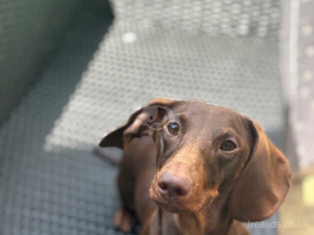 Female dachshund for sale in Hinckley, Leicestershire - Image 1