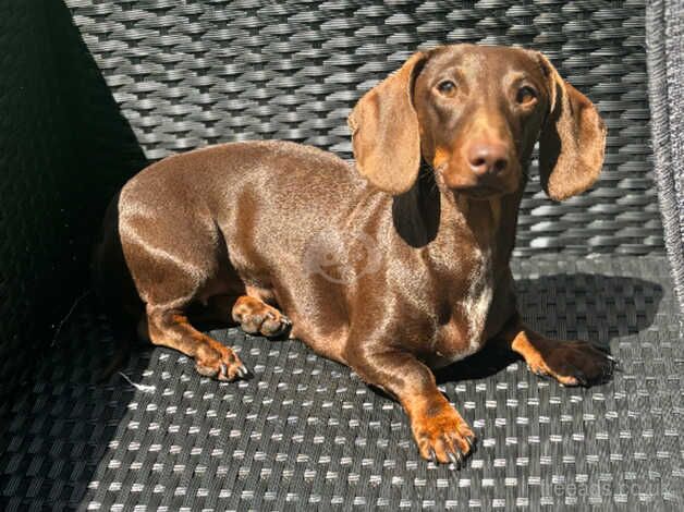 Dachshunds for sale in Hinckley, Leicestershire