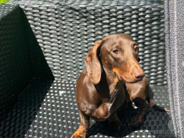 Female dachshund for sale in Hinckley, Leicestershire - Image 3