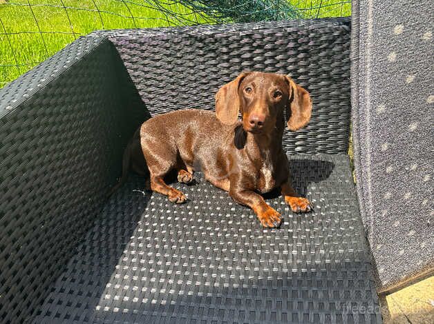 Female dachshund for sale in Hinckley, Leicestershire - Image 4