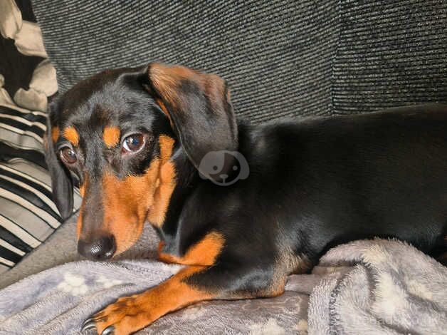 Hungarian lines dachshund for sale in Leicestershire, Leicestershire