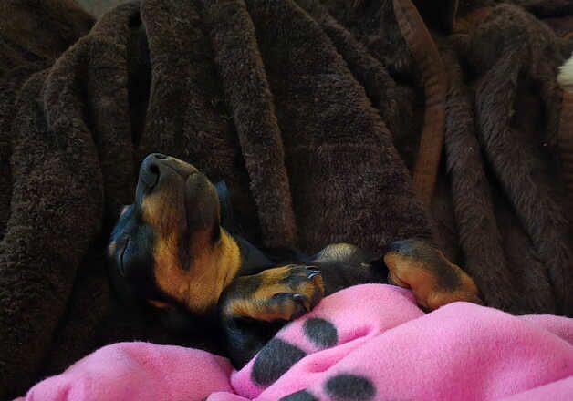 Female dachsund for sale in Barnsley, South Yorkshire