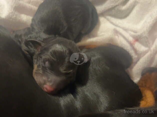 female dacshund for sale in Newcastle upon Tyne, Tyne and Wear - Image 2