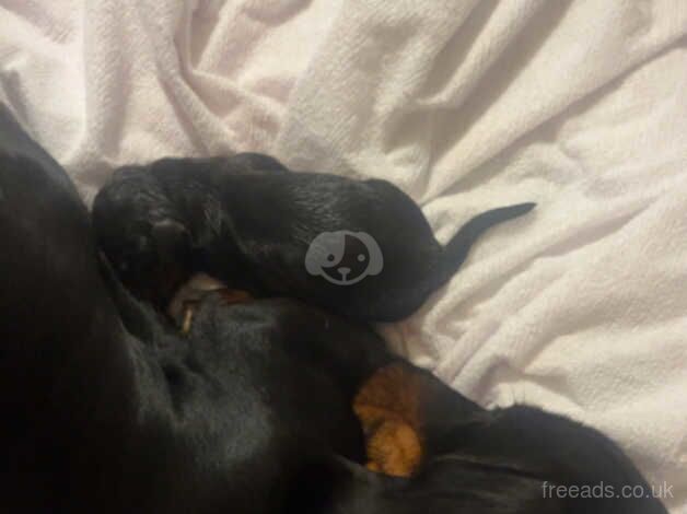 female dacshund for sale in Newcastle upon Tyne, Tyne and Wear - Image 3