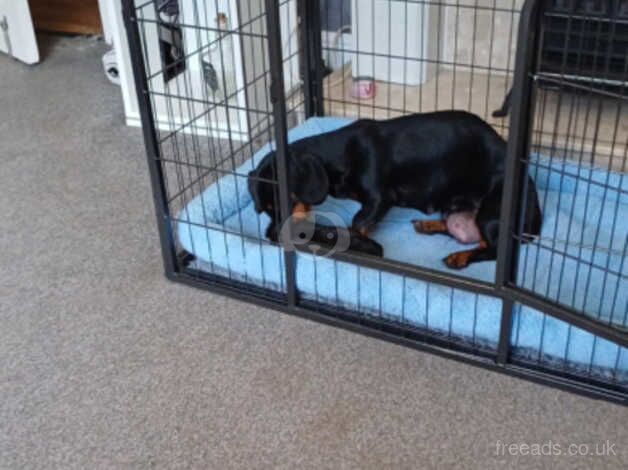 Dachshund Puppies for sale