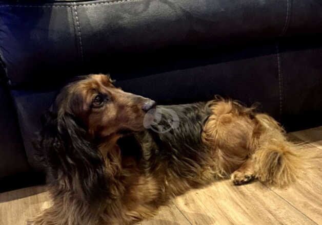 Female longhaired standard dachshund for sale in Leeds, West Yorkshire