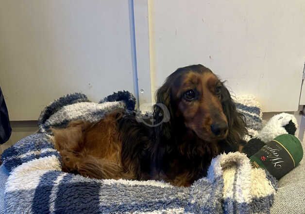 Dachshund Puppies for sale in West Yorkshire