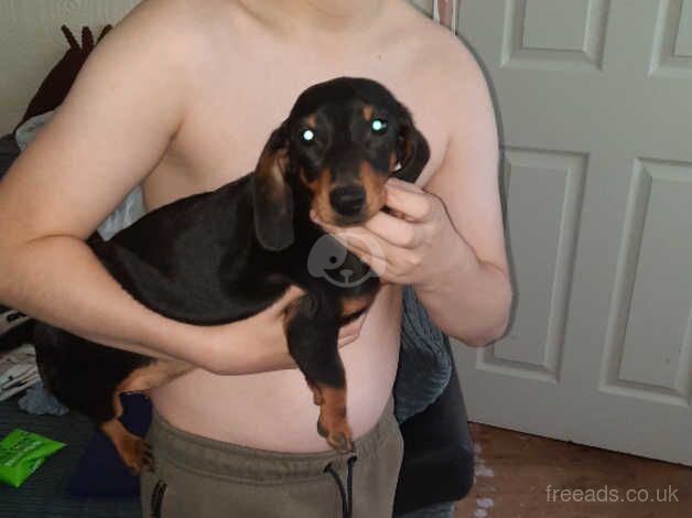 Female Minature dachshund for sale in Dudley, West Midlands