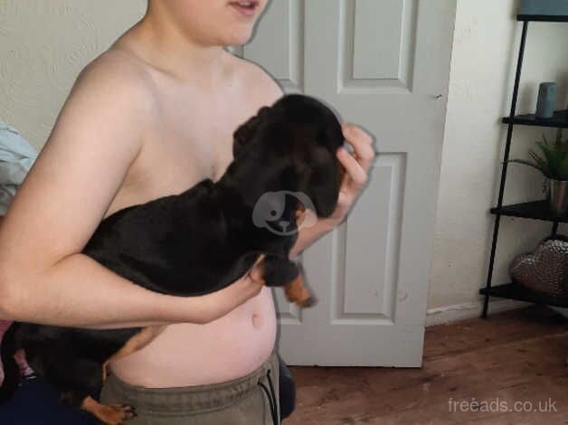 Female Minature dachshund for sale in Dudley, West Midlands - Image 2