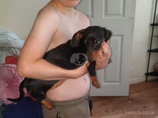 Dachshund Puppies for sale in West Midlands