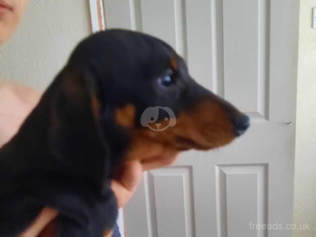 Dachshund Puppies for sale