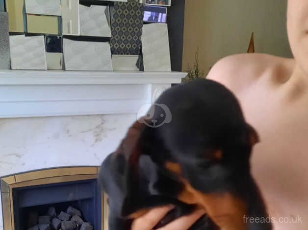 Female Minature dachshund for sale in Dudley, West Midlands - Image 5