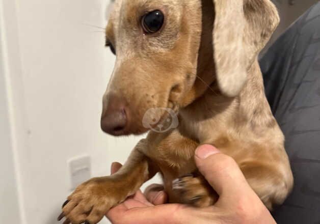 female miniature dachshunds for sale in Lancaster, Lancashire