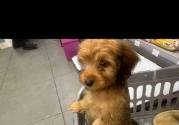 Fluffy dachshund for sale in Bedford, Bedfordshire