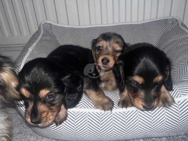 Fluffy longhair dachshunds for sale in Cambridge, Cambridgeshire