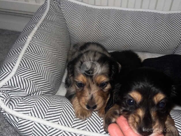 Dachshunds for sale in Cambridge, Cambridgeshire