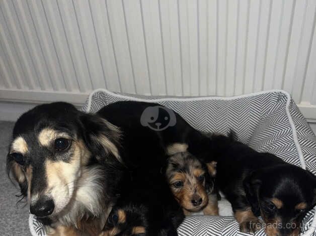 Dachshund Puppies for sale in Cambridgeshire