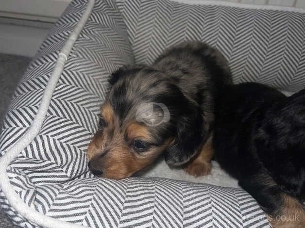 Dachshund Puppies for sale