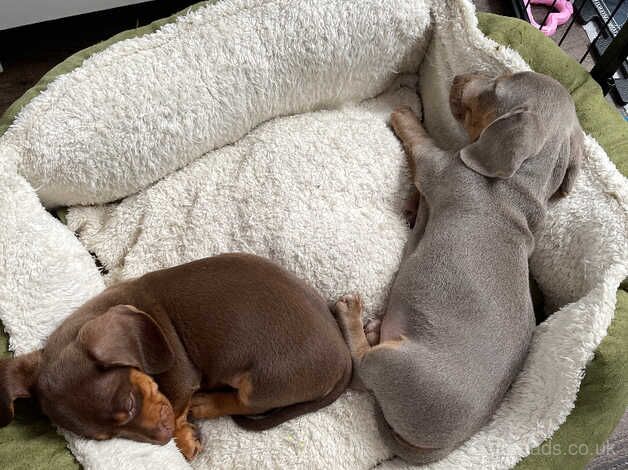 For sale dachshund puppies for sale in Birmingham, West Midlands