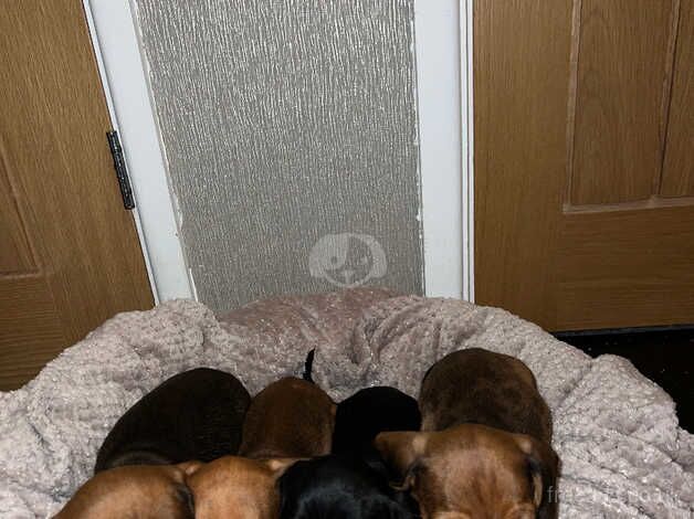 For sale KC Registered Mini Dachshunds for sale in Bournemouth, Dorset