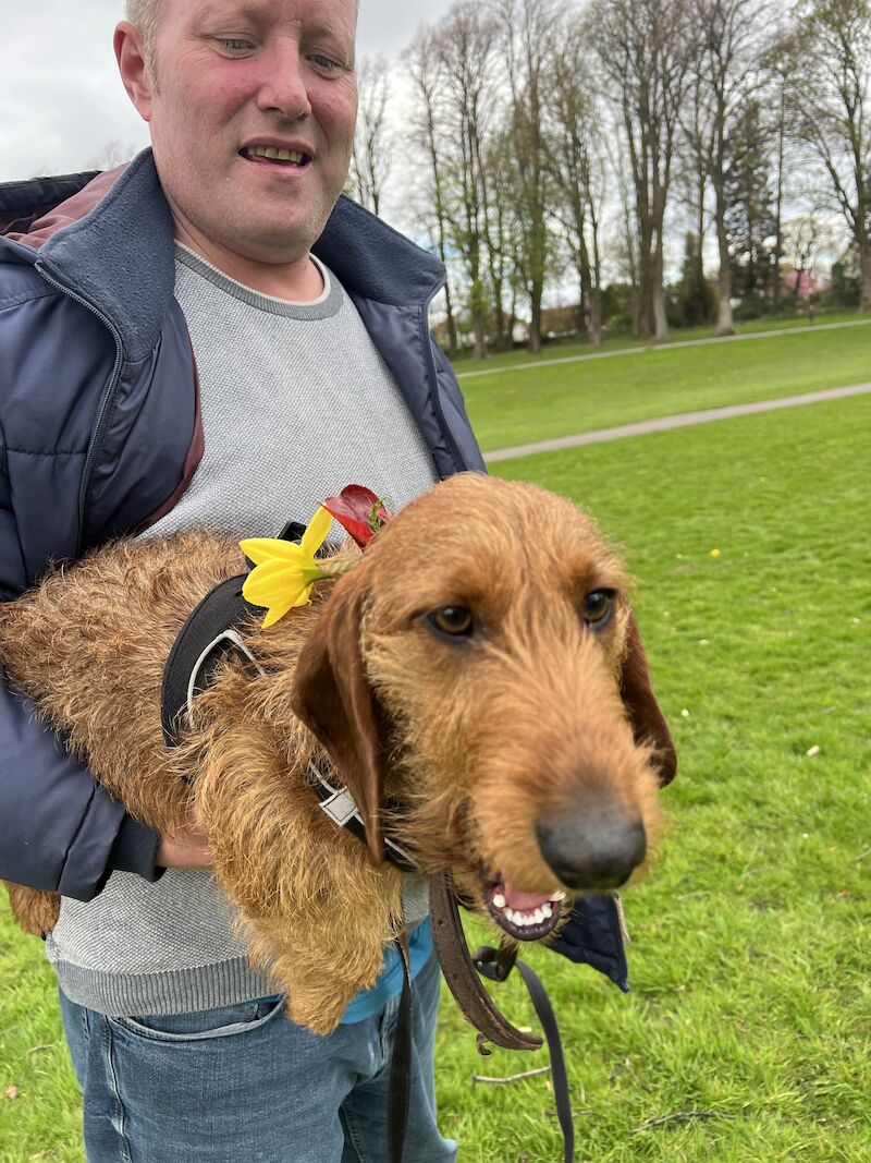 For stud wire haired Dachshund for sale in Glasgow City