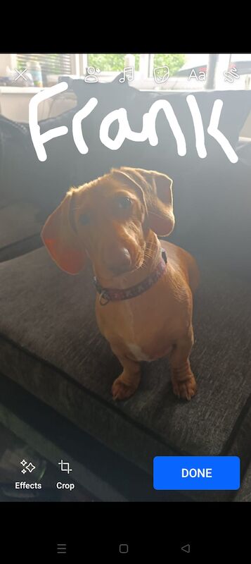 Frankie the miniature dachshund for sale in Tipton, West Midlands - Image 1