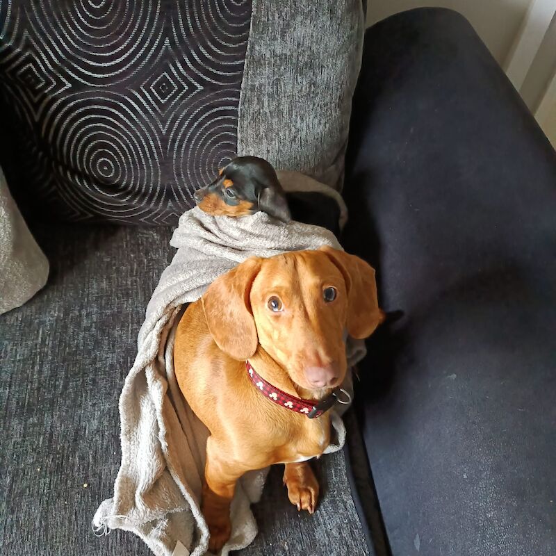 Dachshunds for sale in Tipton, West Midlands