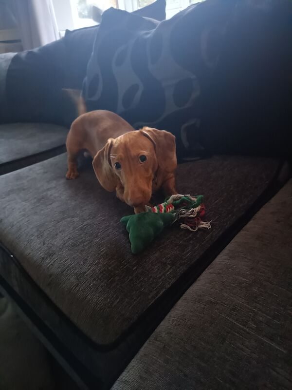 Frankie the miniature dachshund for sale in Tipton, West Midlands - Image 4
