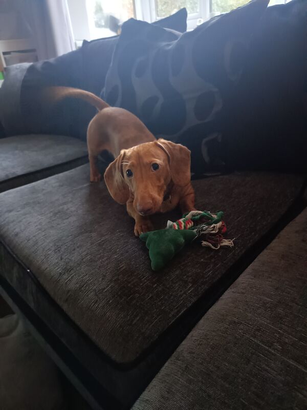 Frankie the miniature dachshund for sale in Tipton, West Midlands - Image 5