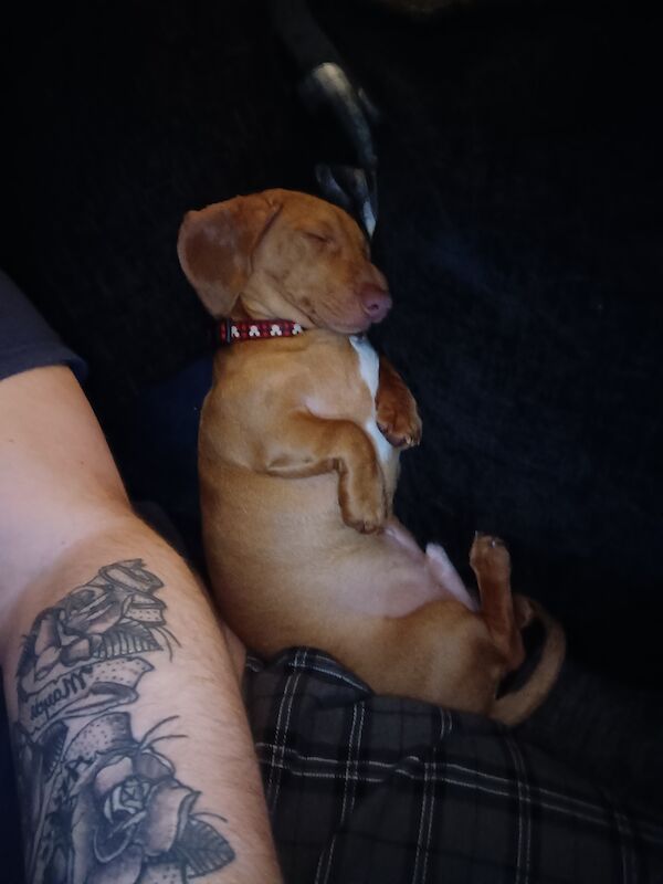 Frankie the miniature dachshund for sale in Tipton, West Midlands - Image 7