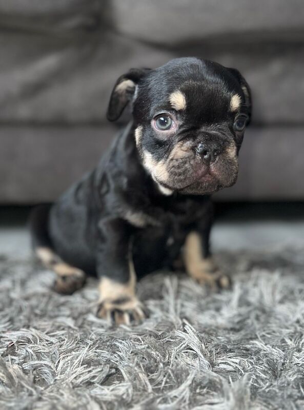 French bulldog boys for sale in Swanley, Kent