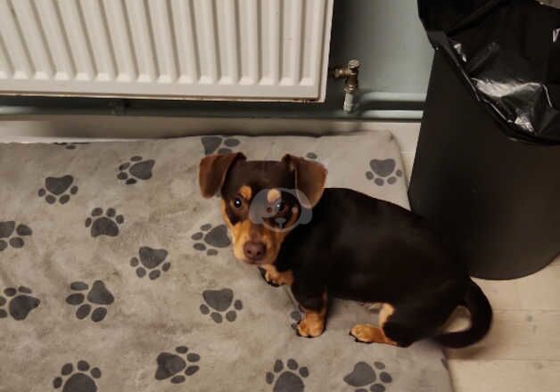 Dachshunds for sale in Southampton, Hampshire