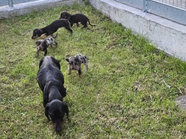 Full bred Dachshunds for sale in Dungannon