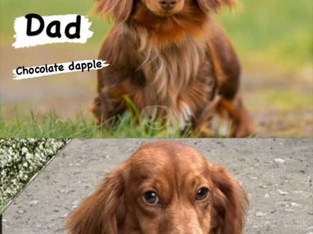 Full fluffy miniature dachshunds for sale in Swansea/Abertawe, Swansea