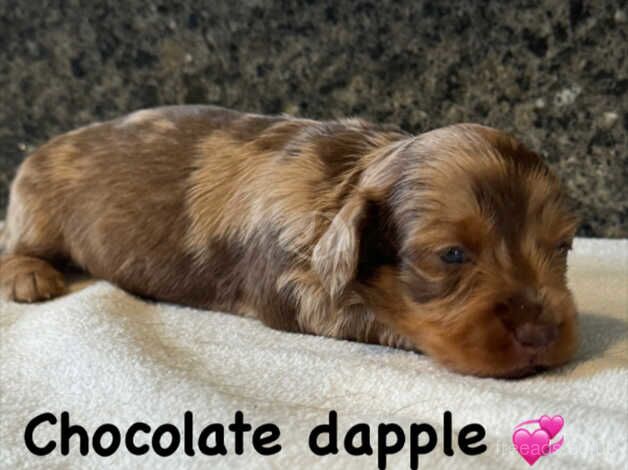 Dachshund Puppies for sale in Swansea