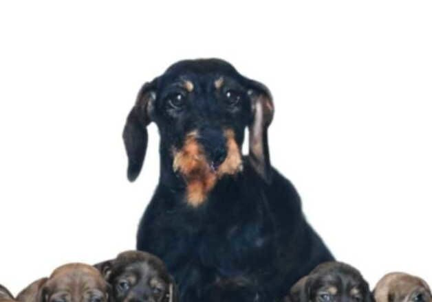 Full pedigree Teckle Pups for sale in Launceston, Cornwall