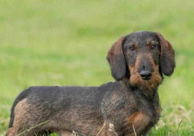 Full pedigree Teckle Pups for sale in Launceston, Cornwall - Image 2