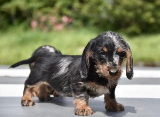 Fully vaccinated - Outstanding dachshund litter for sale in Tarleton, Lancashire - Image 1