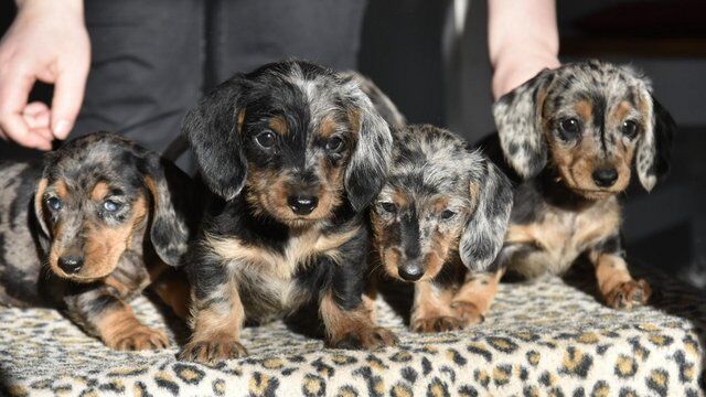 Fully vaccinated - Outstanding dachshund litter for sale in Tarleton, Lancashire - Image 2