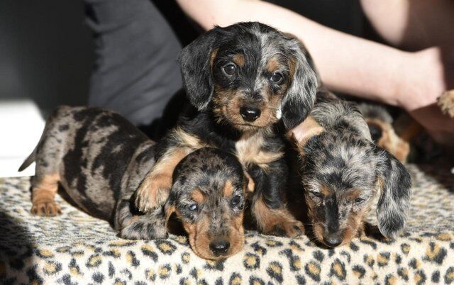 Fully vaccinated - Outstanding dachshund litter for sale in Tarleton, Lancashire - Image 3