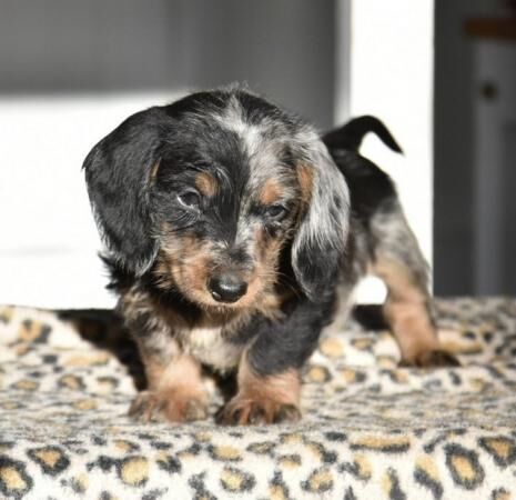 Fully vaccinated - Outstanding dachshund litter for sale in Tarleton, Lancashire - Image 4