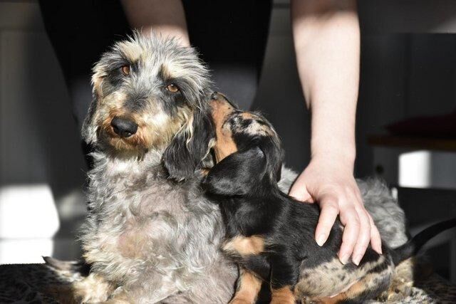 Fully vaccinated - Outstanding dachshund litter for sale in Tarleton, Lancashire - Image 5