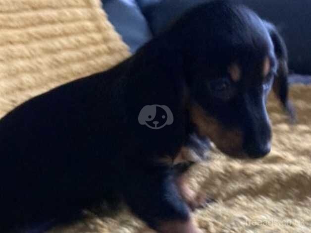 Dachshund Puppies for sale in Belfast