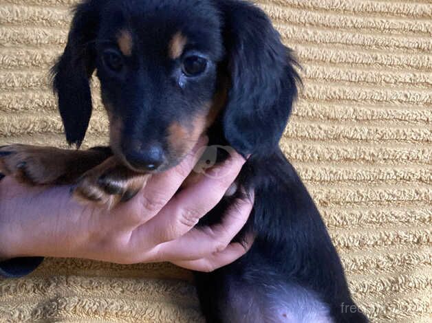 Dachshund Puppies for sale