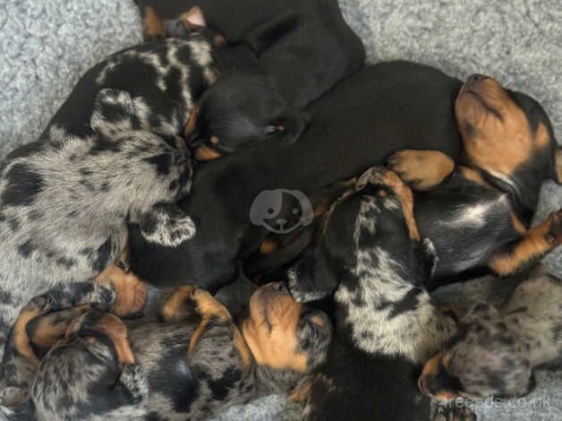 Georgeous Dachshund Puuppies for sale in Preston, Lancashire