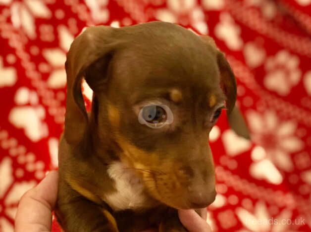 Gorgeous chocolate and tan Dachshund Bitch puppy ready now mini small for sale in Swansea/Abertawe, Swansea - Image 2