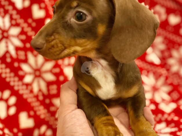 Gorgeous chocolate and tan Dachshund Bitch puppy ready now mini small for sale in Swansea/Abertawe, Swansea - Image 3